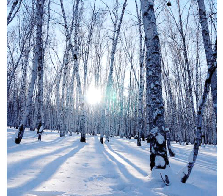 哈爾濱體育運動木地板多少錢